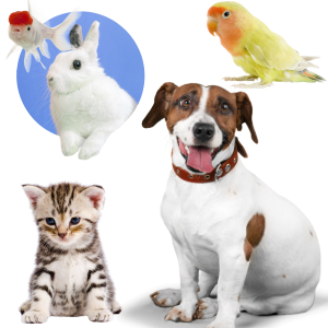 Individual Package (Animals)